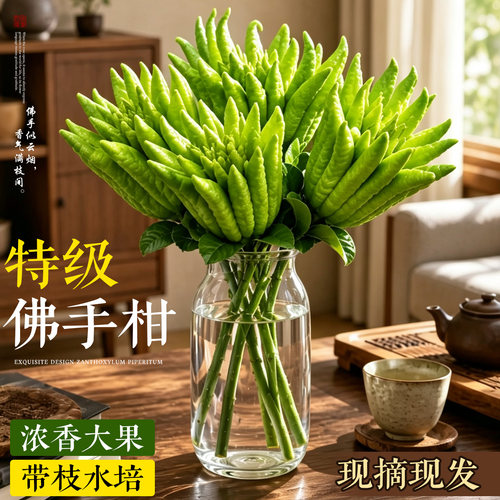 【现摘现发】特级大果佛手柑