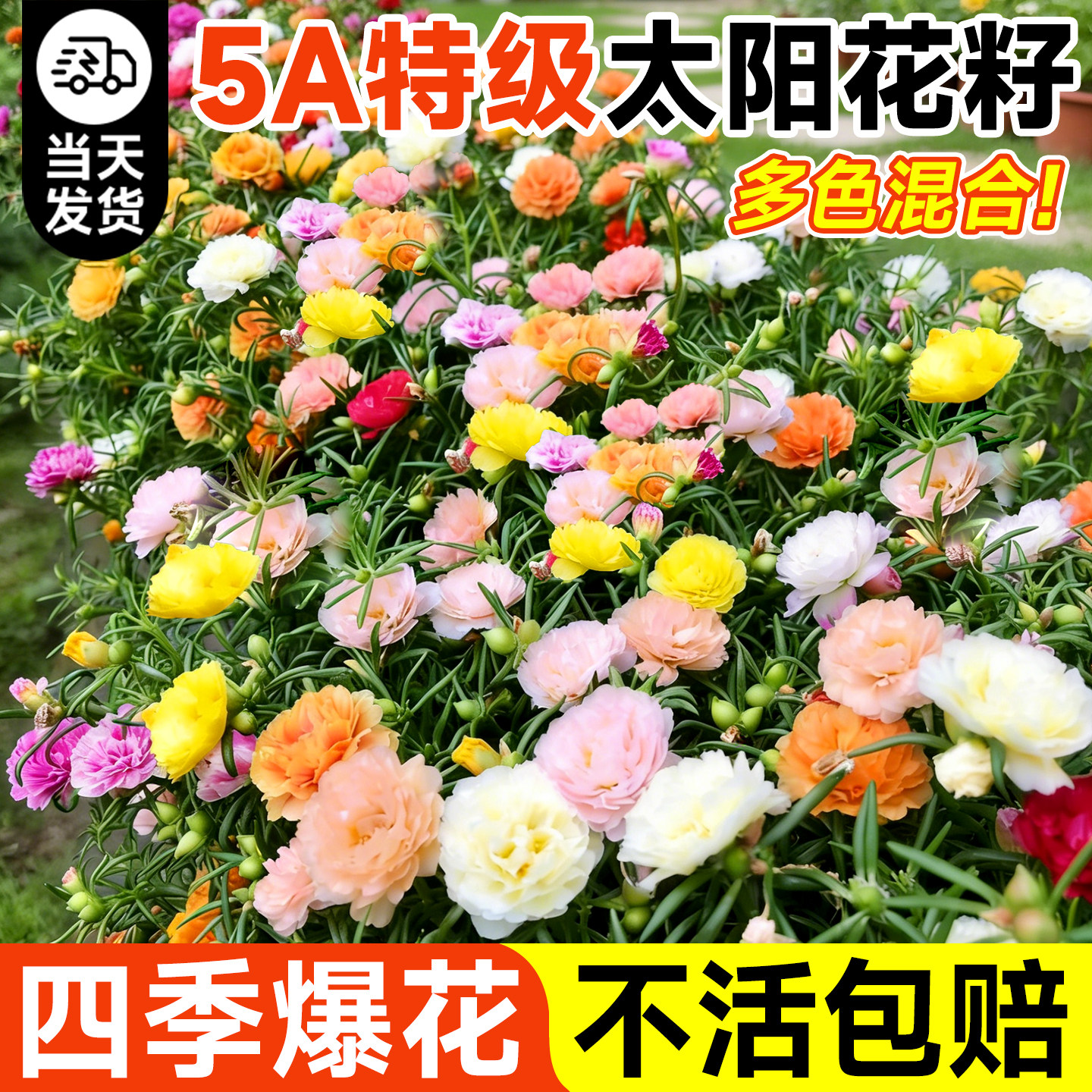 重瓣太阳花种子种籽多色矮花花籽四季播种好养室内外大花卉植物苗