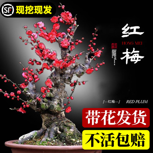 红梅花盆栽阳台庭院原生老桩花苗