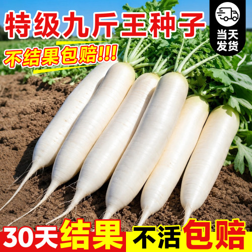 【高产大果】九斤王大白萝卜种子