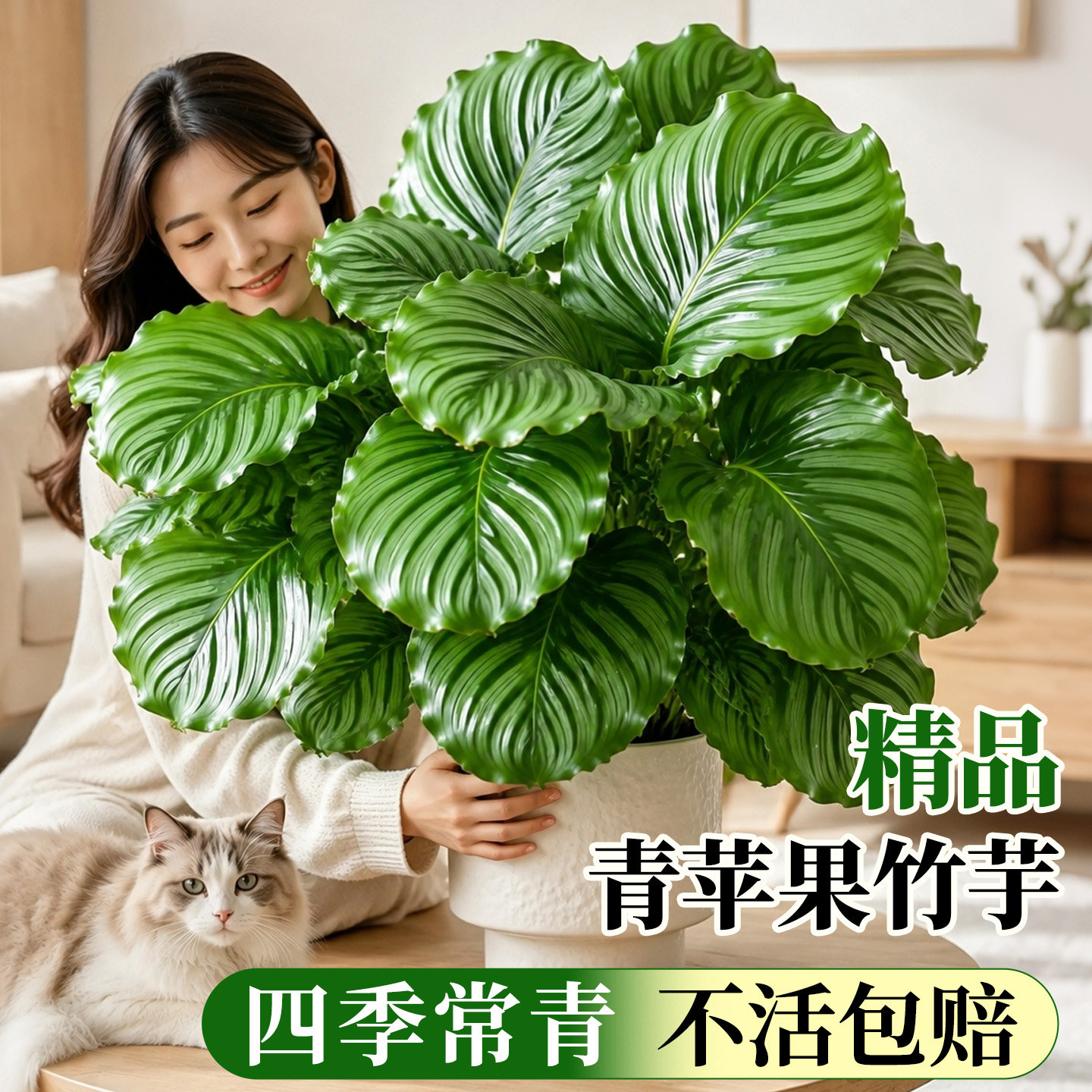 青苹果竹芋盆栽室内客厅办公室桌面耐阴好养活水培绿植物四季常青