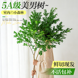 美男树水培植物鲜切枝条进口马醉木吊钟水养室内好养花卉绿植盆栽