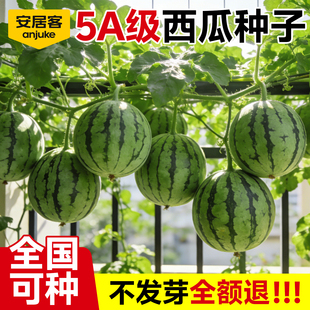 安居客麒麟西瓜种子8424无籽西瓜苗秧四季阳台庭院水管蔬菜种籽