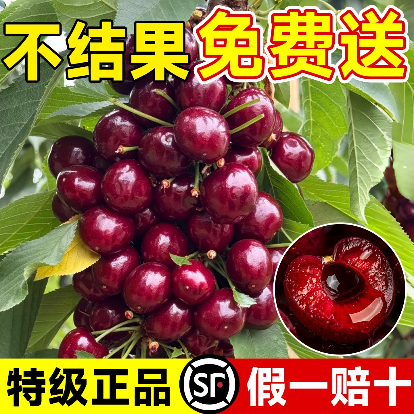 【真车厘子树苗】当年结果包对版