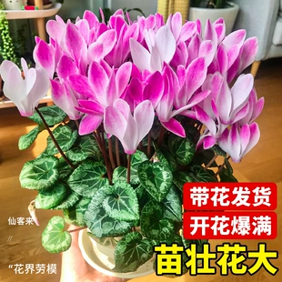 仙客来盆栽带花精品花卉植物室内客厅绿植大苗好养活四季 开花好养