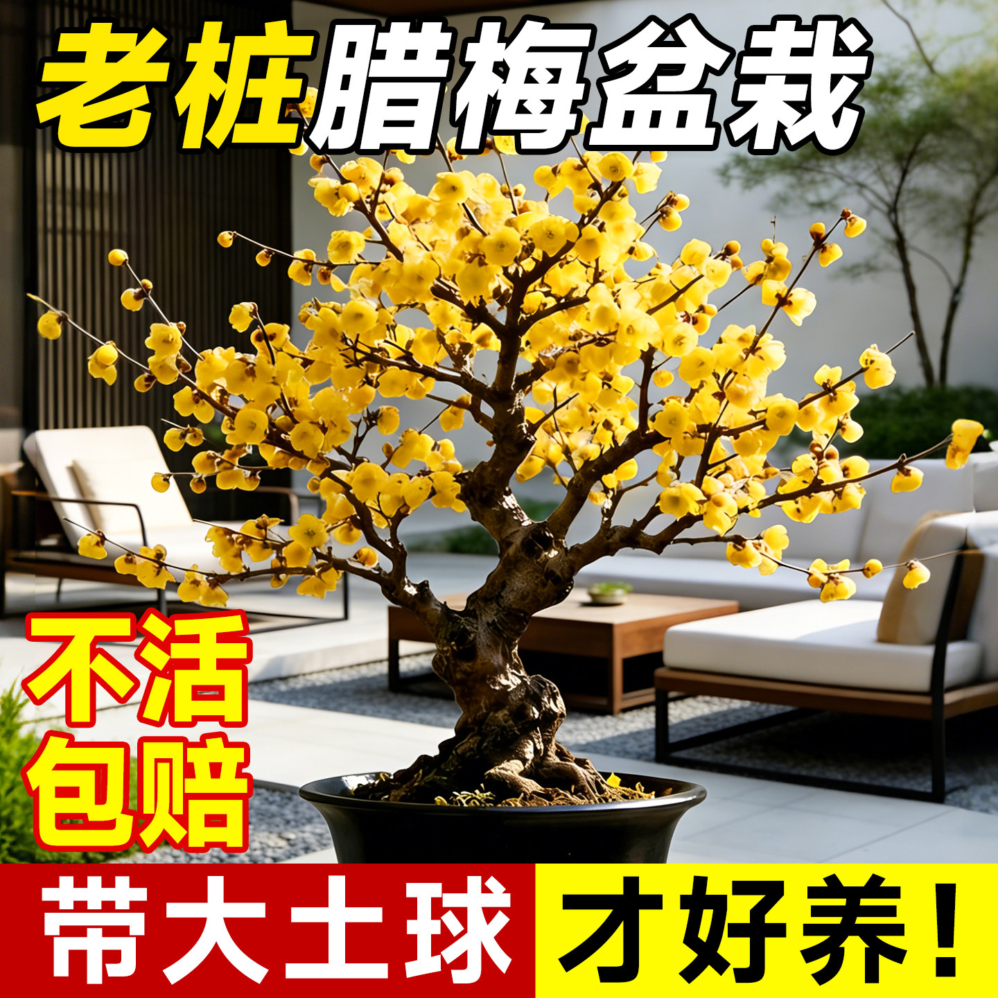 腊梅花树老桩盆栽树苗室外庭院正宗原生盆景造型树花卉耐寒绿植物,鲜花速递/花卉仿真/绿植园艺,造型盆景,淘宝优惠券,粉丝福利购,淘宝优惠卷