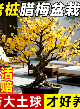 腊梅花树老桩盆栽树苗室外庭院正宗原生盆景造型树花卉耐寒绿植物