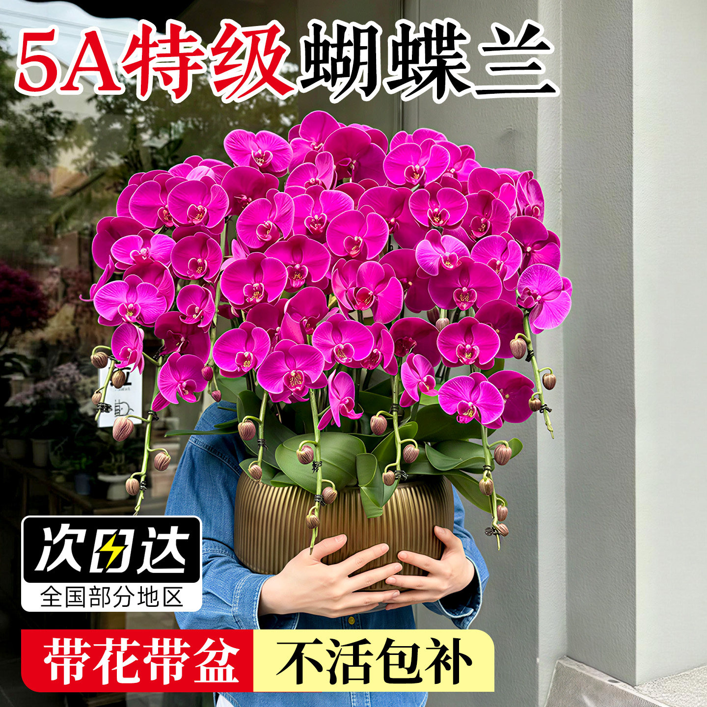 蝴蝶兰带花盆栽特大号室内高级感年宵花卉巨型兰花10株带花苞花苗,鲜花速递/花卉仿真/绿植园艺,时令草本花卉,淘宝优惠券,粉丝福利购,淘宝优惠卷
