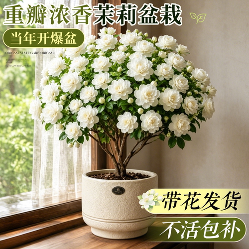 精品茉莉花盆栽浓香带花苞四季开