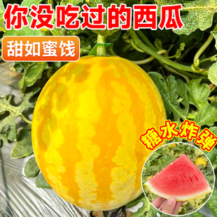 黄皮西瓜种无籽西瓜种籽盆栽四季秋甜西瓜苗种孑8424秧苗甜瓜种子
