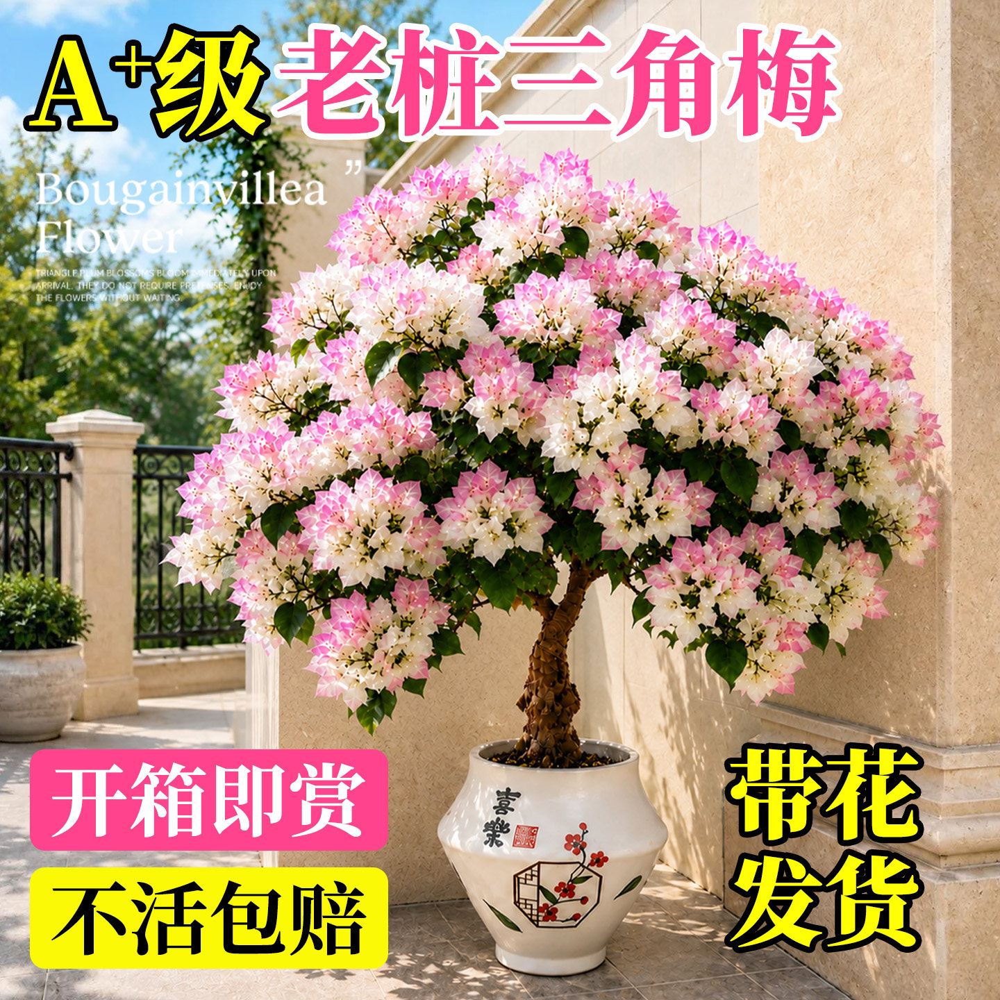 带花发货三角梅老桩盆栽四季开花图片