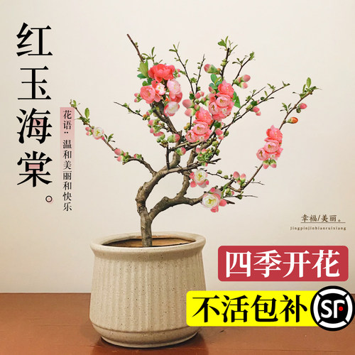 海棠花盆栽四季开花红玉海棠树苗老桩盆景花卉植物室内花绿植真花