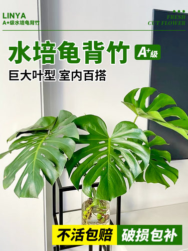 水培植物龟背竹老桩办公室桌面绿植室内盆栽水养竹子好养易活四季