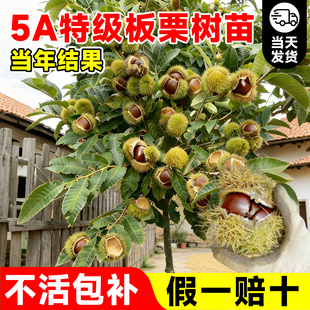 板栗苗树嫁接迁西大红袍盆栽地栽板栗树果苗当年结果南北方种植