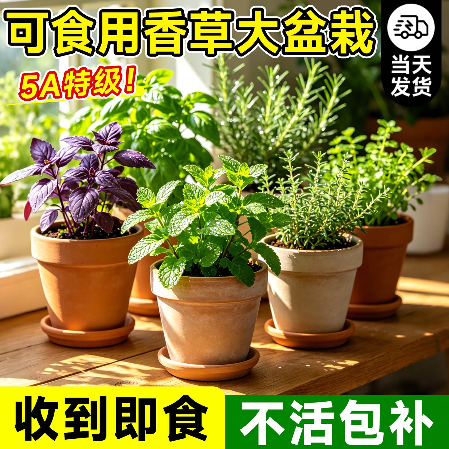 薄荷紫苏罗迷迭香勒香茅草百里香可食用香草盆栽绿植香料驱蚊植物