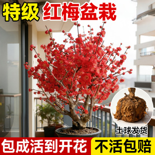 梅花盆栽老桩盆景浓香树苗阳台庭院原生红梅四季耐寒腊梅花卉绿植
