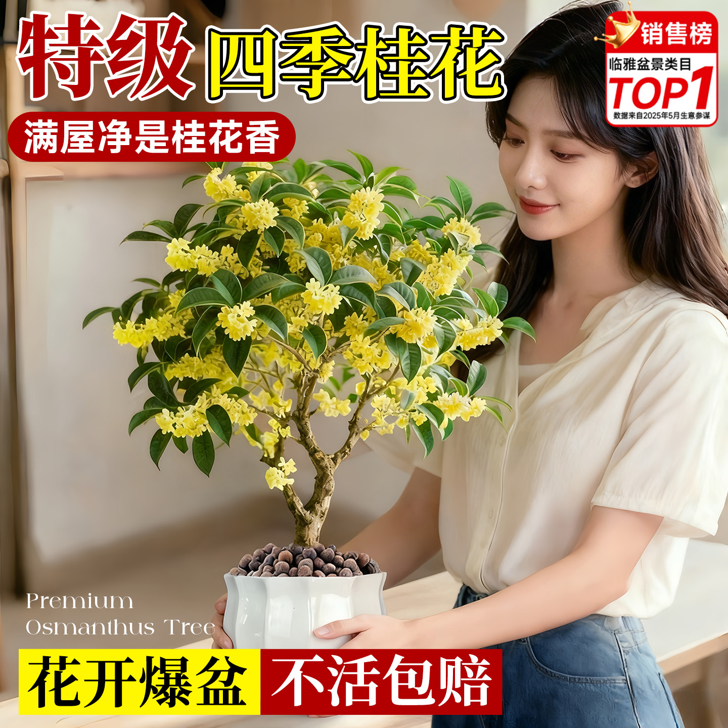 四季桂花开花不断满屋飘香好养护