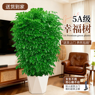 幸福树客厅盆栽大型绿植室内平安树老桩吸绿宝甲醛丛生树苗禄植物