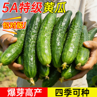 老品种绿心黄瓜种子种籽苗秧苗水果秋蔬菜旱高产菜种籽种大全菜苗