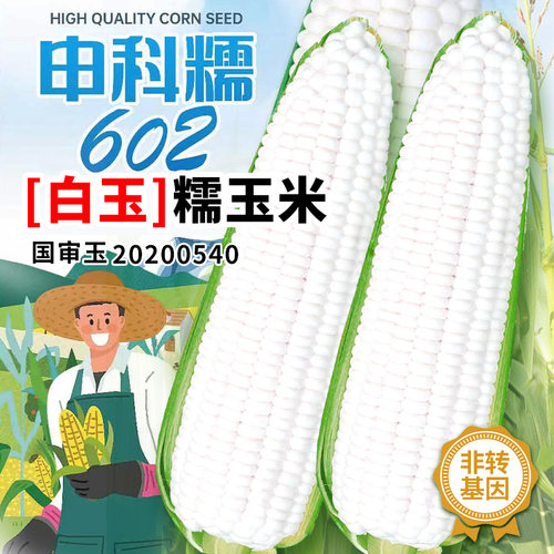 甜糯白玉米种子高产香甜大田用