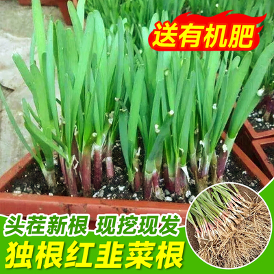 韭菜根苗紫根四季农家红根宽叶