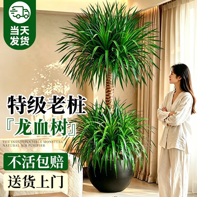 大型双层龙血树送货上门不活包赔