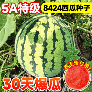 8424正宗麒麟无籽西瓜种子大全美都黑皮懒汉高产特大优质早熟盆栽
