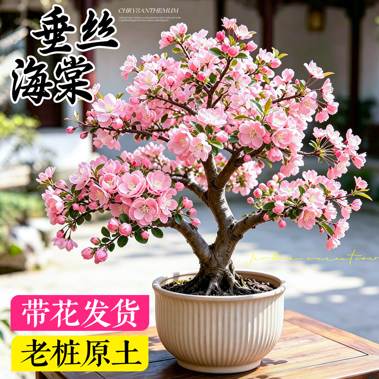 精品海棠花盆栽老桩包开花包对版图片