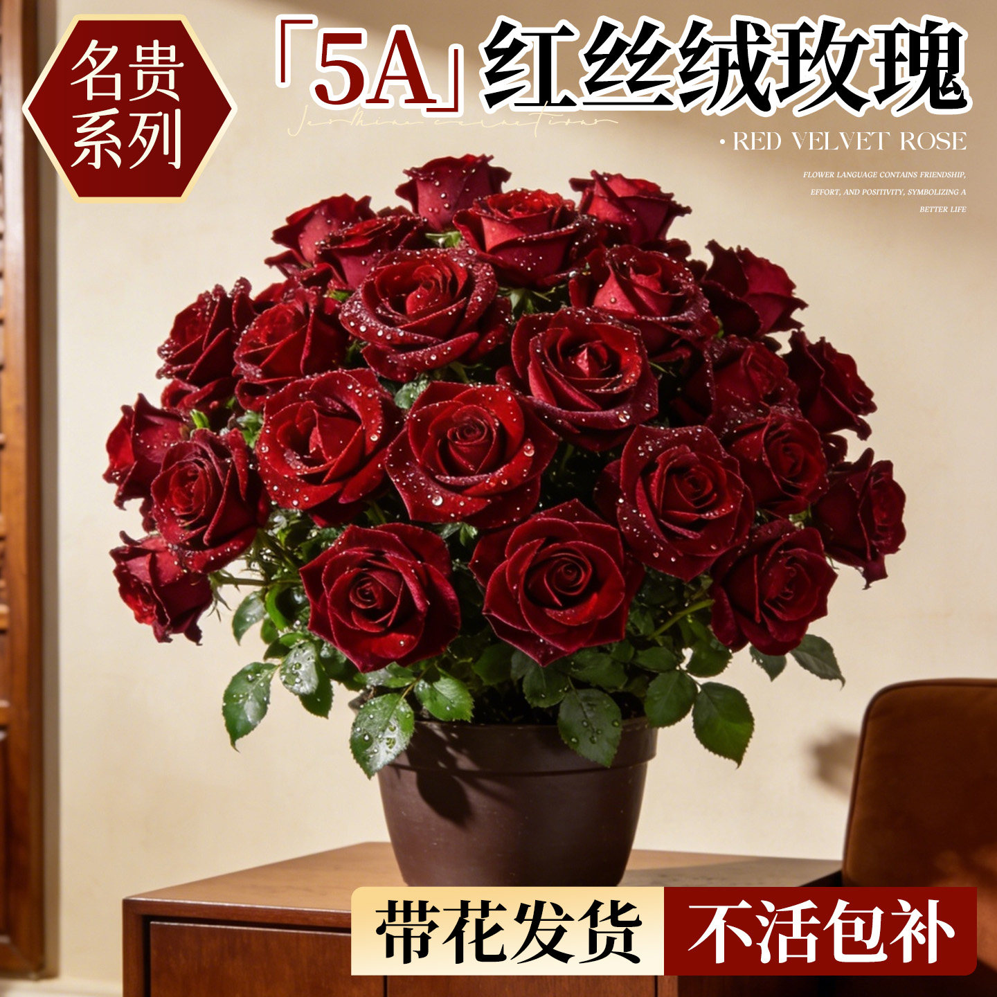 红丝绒玫瑰花盆栽带花苞四季花苗月季果汁阳台室内好养花卉绿植物