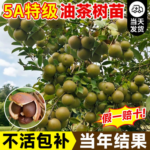 5A级油茶树苗高产嫁接南北方种植