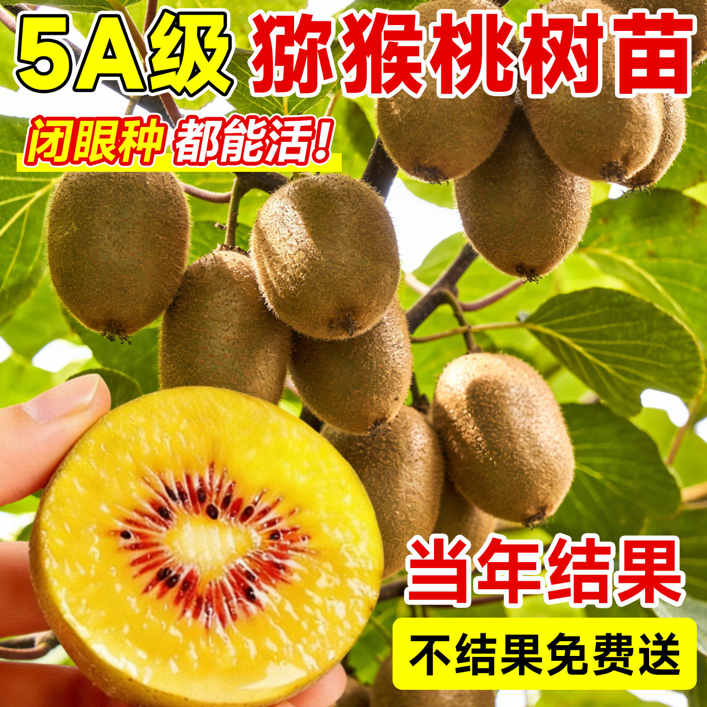 【5A级大苗】猕猴桃树苗当年结果图片