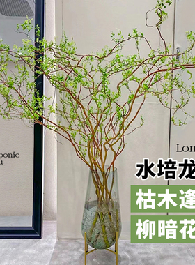 水培植物龙柳鲜枝切花水养侘寂风绿植南天竹雪柳干枝室内吊钟盆栽