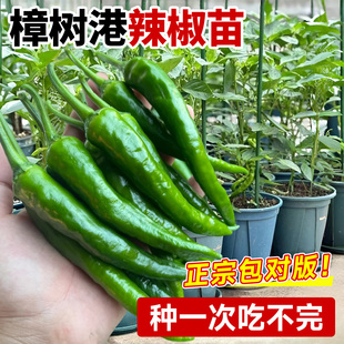 正宗樟树港辣椒秧苗阳台盆栽辣椒籽种螺丝椒种子朝天椒小米辣大全
