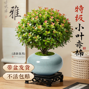 小叶赤楠绿植室内中式 禅意植物盆景办公室桌面高级感小盆栽好养活