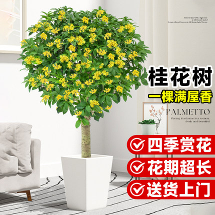 桂花盆栽客厅绿植室内大型植物禄植落地真花阳台办公室四季桂大树
