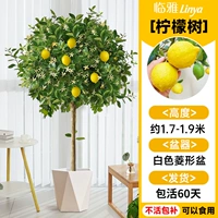 [Вечнозеленые фрукты в любое время года] Лимонное дерево класса А высотой около 1,5-1,7 метра в белом ромбовидном горшке [Много ветвей и много фруктов] Бесплатный шелк кокосовой пальмы + поднос + удобрение