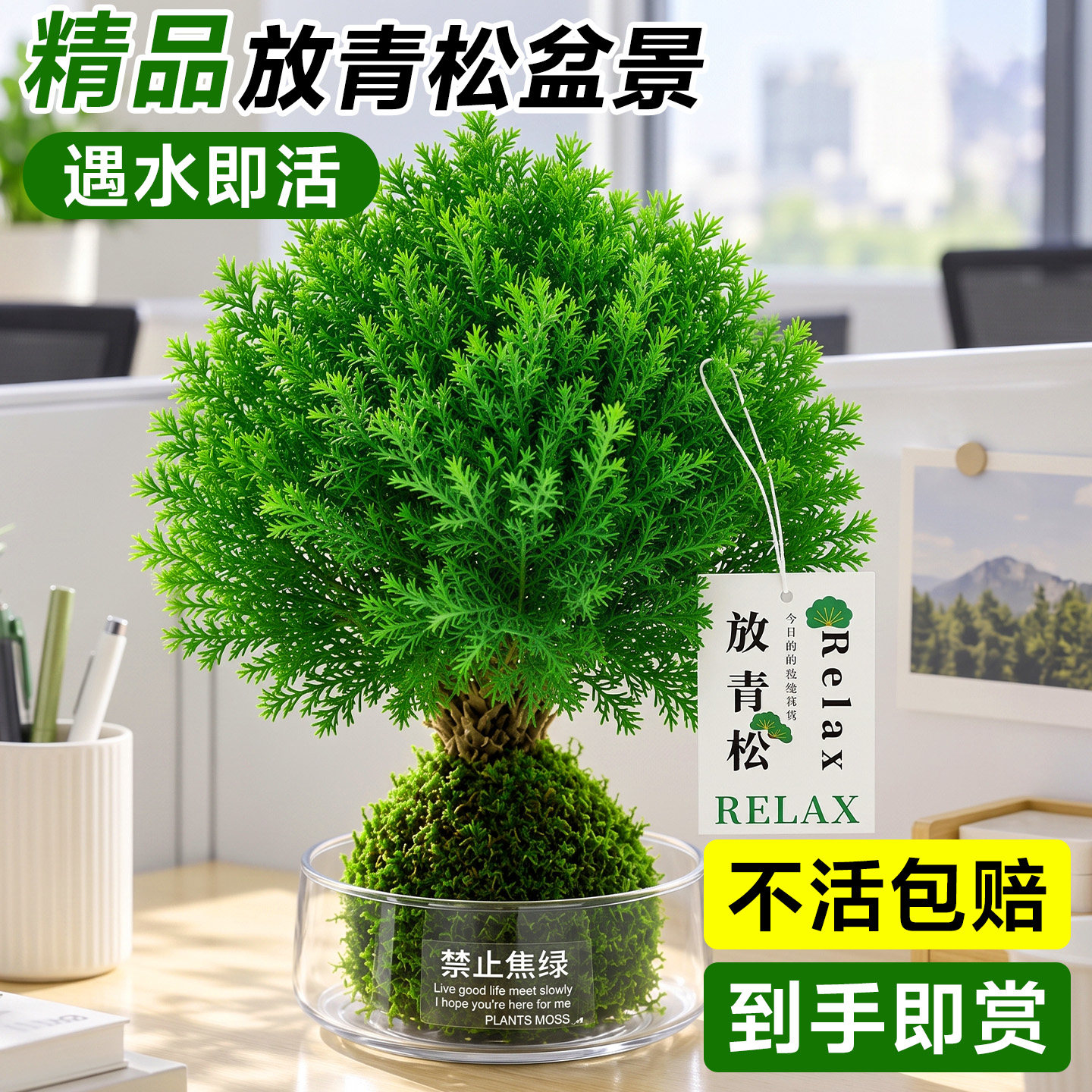 放青松绿植雾凇苔藓球情绪稳定办公室桌面植物四季盆栽室内好养