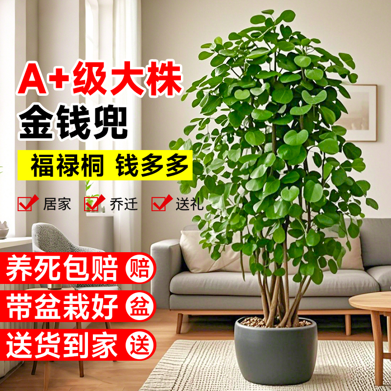 【招财旺宅】四季常青好养活