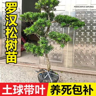 罗汉松树苗盆景小叶雀舌树桩庭院造型树盆栽迎客松名贵松树绿植物