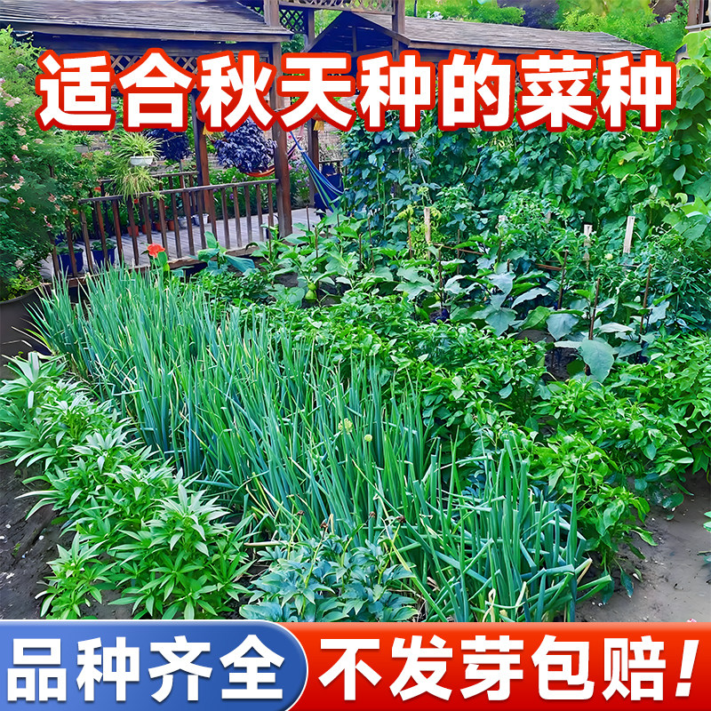 适合秋天种的蔬菜种子大全图片