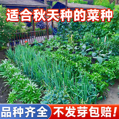适合秋天种的蔬菜种子大全