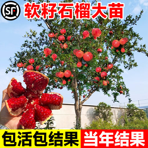 【当年结果】软籽石榴树苗包结果