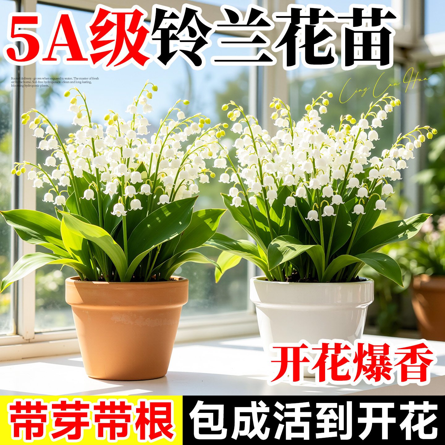 铃兰花苗盆栽成品带芽带根室内阳台桌面耐寒植物种球好养花卉绿植