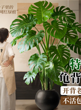 龟背竹客厅绿植高级感室内大型盆栽大叶老桩落地植物盆景四季好养