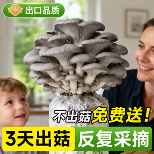 蘑菇种植包新鲜菌种菌菇黑平菇种植菌包食用菌菇棒家庭自种小盆栽
