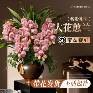 大花蕙兰带花苞盆栽年宵花兰花植物室内鲜花花卉客厅绿植耐寒惠兰