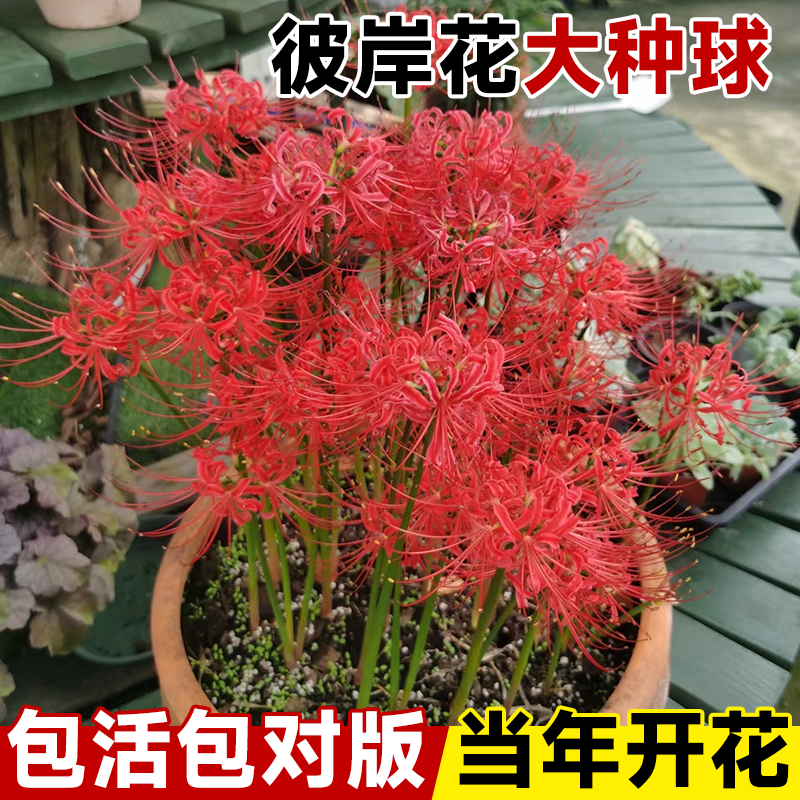 彼岸花种球花种子曼珠沙华花种石蒜种球盆栽球根花植物种球类花卉 - 实物图