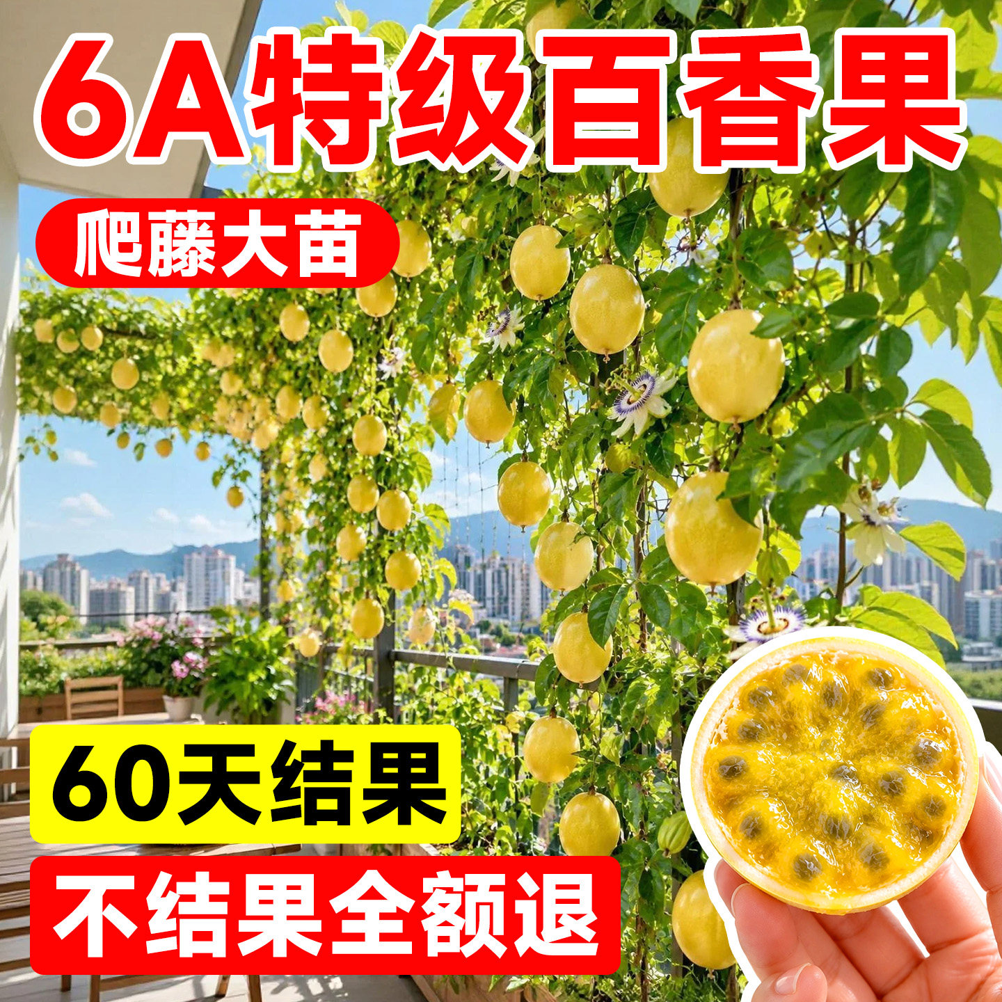 【60天包结果】百香果爬藤特大苗图片
