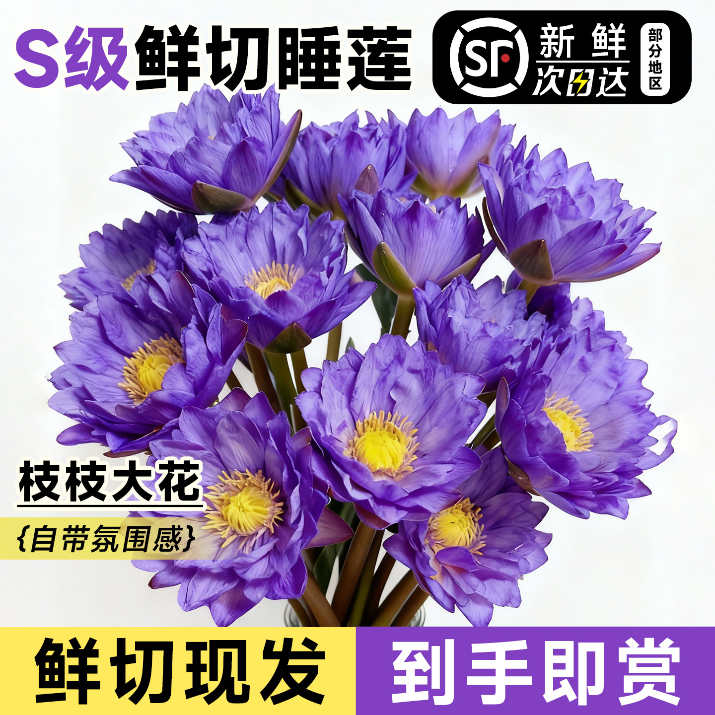睡莲鲜花云南基地直发超长花期花