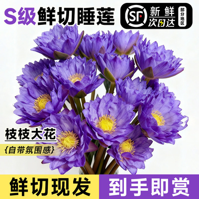 睡莲鲜花云南基地直发超长花期花